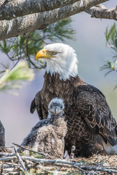 Close-up portrait of an adult bald eagle (Haliaeetus leucocephalus) perched by its eaglet, chick in the nest; Minnesota, United States of America