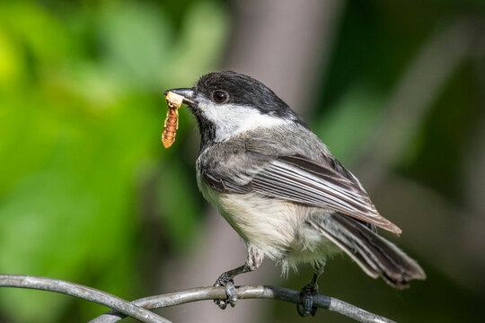 Portrait of a black-capped chickadee (Poecile atricapillus) with food in its mouth in Park County; Montana, United States of America