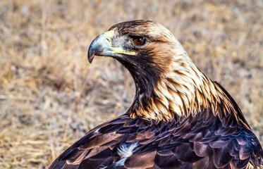 Close-up portrait of a golden eagle (Aquila chrysaetos) sitting in the dry grass; Montana, United States of America