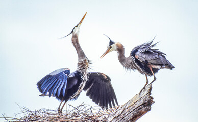 Pair of great blue heron (Ardea herodias) perched on a nest, with the male bird spreading its wings in a mating ritual display; Montana, United States of America