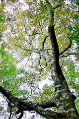 丹沢の石棚山稜　ブナの紅葉
