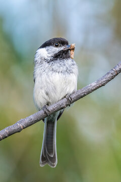 Portrait of a black-capped chickadee (Poecile atricapillus) perched on a branch with food in its mouth; Montana, United States of America