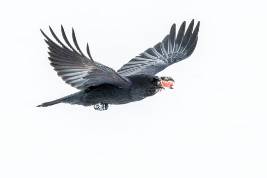 Raven (Corvus corax) flying with beak full of meat in mid-air against white background in winter; Montana, United States of America
