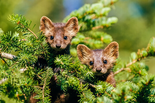Portrait of two American martens (Martes americana) looking at camera and peering out from behind the green foliage of a conifer tree; Yellowstone National Park, Wyoming, United States of America