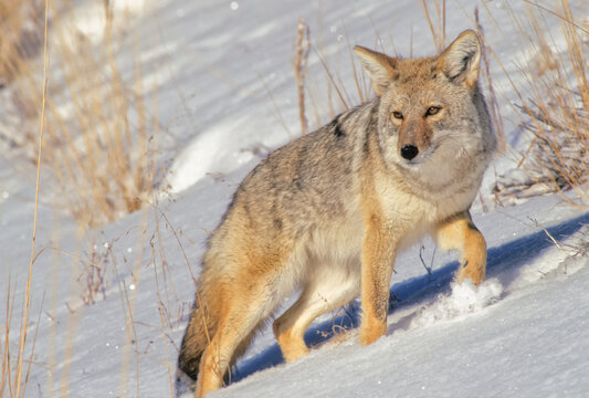 Portrait of coyote (Canis latrans) walking up a snow covered slope keeping watch over the wintry landscape; Montana, United States of America