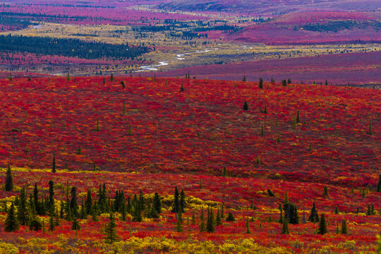 Bright red fall foliage on the Alaskan tundra.