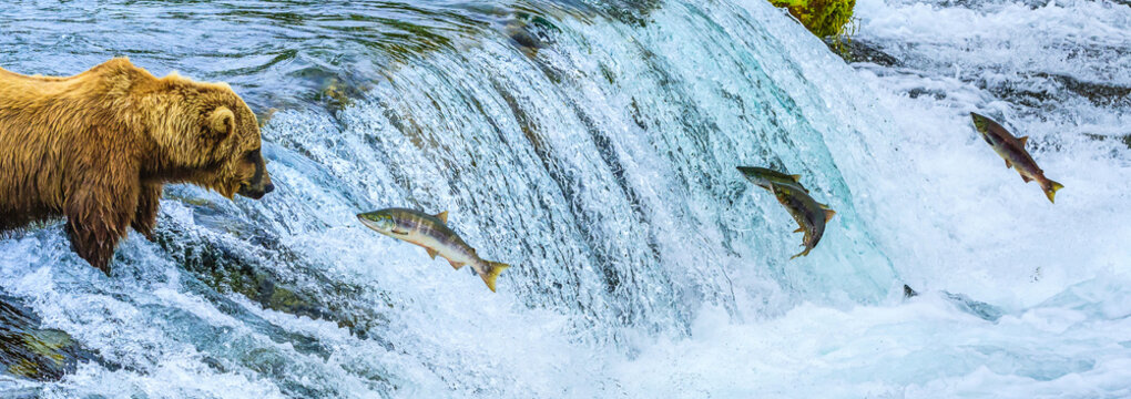 Brown bear, Ursus arctos, fishing for sockeye salmon at Brooks Falls.