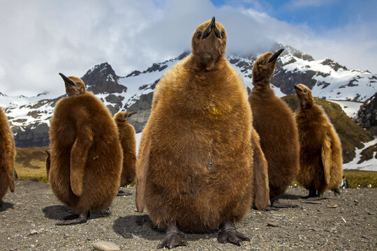 A group of oakum boys, juvenile king penguins.