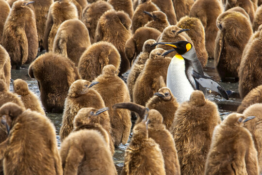 Large group of juvenile king penguins, Oakum boys, and a lone adult.