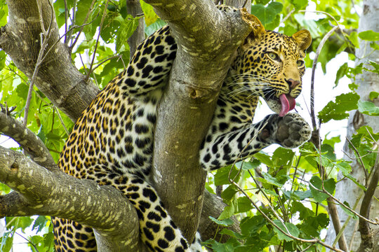 A leopard licks its paws while hanging from a tree branch.