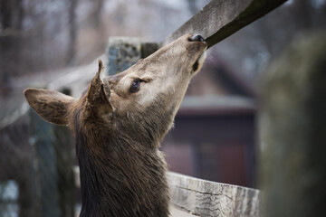 A deer standing with its head raised by a wooden fence.