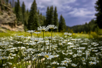 A small group of daisies stand in the foreground of a field of flowers
