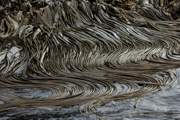 Kelp along rocky shoreline.