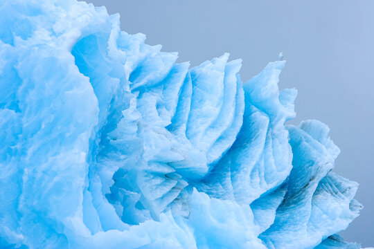 Glaucous gull, Larus hyperboreus, perched on a blue iceberg.