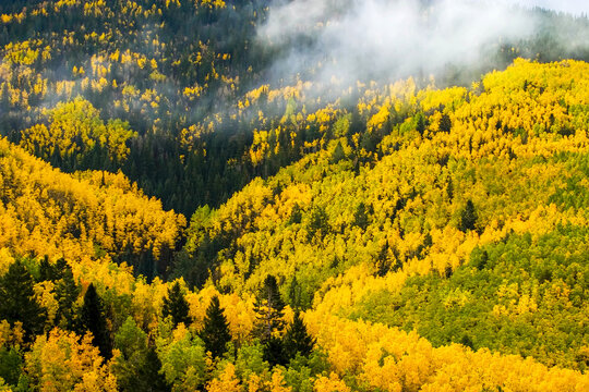 Quaking Aspen and Ponderosa Pine trees display fall colors.