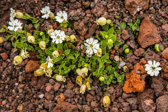 View of white flowers growing from volcanic rock.