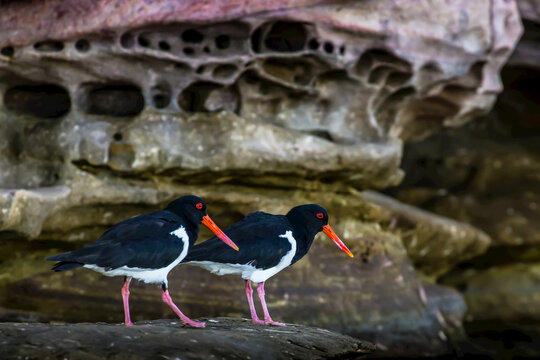 Pied Oystercatchers stand on rocks by the King George River in the Kimberley Region of Northwest Australia.
