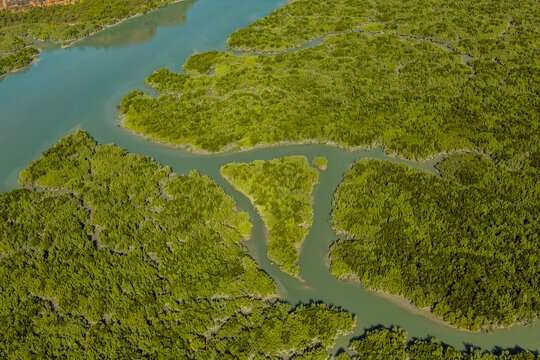 An aerial view of Mangrove Forest near Mitchell Falls in the Kimberley Region of Northwest Australia.