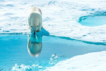 A polar bear (Ursus maritimus) stops to look at its reflection in the arctic sea water.