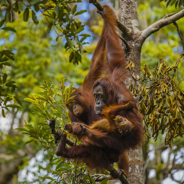 A Bornean orangutan family, Pongo pygmaeus, in a tree.