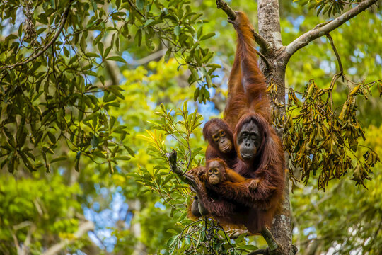 A Bornean orangutan family, Pongo pygmaeus, in a tree.