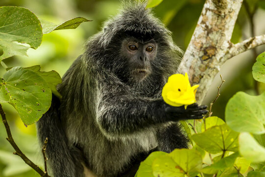 A silver leaf or silvery Lutung monkey, Trachypithecus cristatus, reaching out for a yellow flower to eat.
