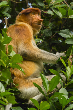 Portrait of a proboscis monkey, Nasalis larvatus, sitting in a tree.