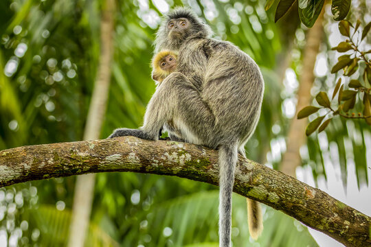 A silver leaf or silvery Lutung monkey, Trachypithecus cristatus, sitting in a tree with her baby.