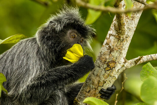 A silver leaf or silvery Lutung monkey, Trachypithecus cristatus, eating a yellow flower.
