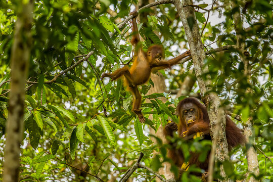 A Bornean orangutan, Pongo pygmaeus, with her baby in a tree top.