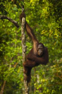 Portrait of a male Bornean orangutan, Pongo pygmaeus, clinging to a tree trunk.