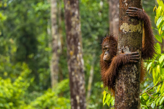 A Bornean orangutan, Pongo pygmaeus, clinging to a tree trunk.