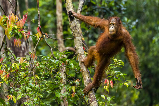 A Bornean orangutan, Pongo pygmaeus, swinging from a tree trunk.