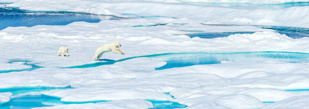 A polar bear (Ursus maritimus) and its cub jumping between ice floes in the Canadian Arctic.