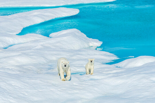 A polar bear (Ursus maritimus) and its cub wander the ice floes in the Canadian Arctic.