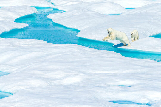 A polar bear (Ursus maritimus) and its cub jumping between ice floes in the Canadian Arctic.