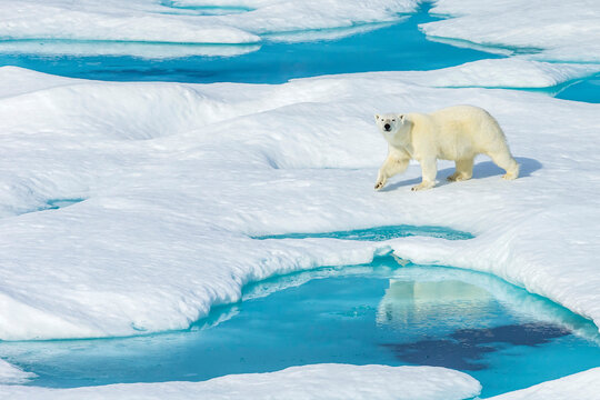 A polar bear (Ursus maritimus) wanders past pools of water on an ice floe in the Canadian Arctic.