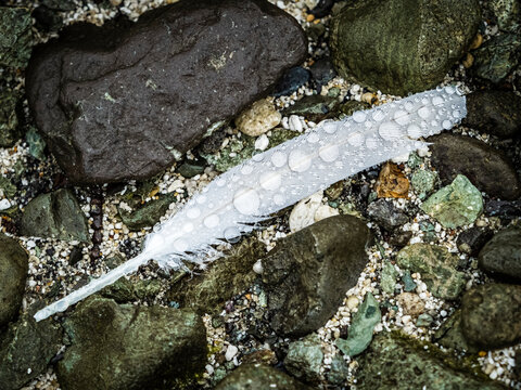 Close-up of water drops on white feather lying on rocks in Geographic Harbor; Katmai National Park and Preserve, Alaska, United States of America
