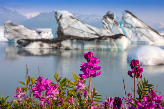 Boreal Sweetvetch (Hedysarum boreale) in full bloom in front of the Knik Glacier with the Chugach Mountains in the distance, on a late summer evening in Palmer; Alaska, United States of America