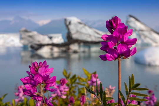 Boreal Sweetvetch (Hedysarum boreale) in full bloom in front of the Knik Glacier with the Chugach Mountains in the distance, on a late summer evening in Palmer; Alaska, United States of America