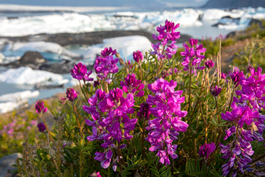 Boreal Sweetvetch (Hedysarum boreale) in full bloom in front of the Knik Glacier on a late summer evening in Palmer; Alaska, United States of America