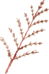 leaves isolated on white