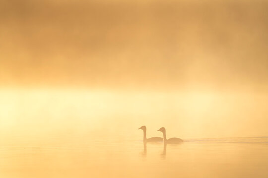 Two red throated grebes (Podiceps grisegena) swimming through the morning mist on Chadburn Lake; Whitehorse, Yukon, Canada