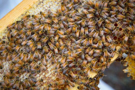 Bees on a honeycomb from a rooftop beehive.; Mc Lean, Virginia.