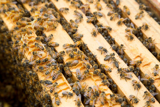Bees on a honeycomb from a rooftop beehive.; Mc Lean, Virginia.