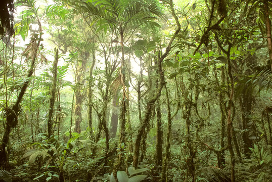 Fototapeta Trees and vines in the mist of the Monteverde rainforest.  Monteverde Cloud Forest Reserve, Costa Rica