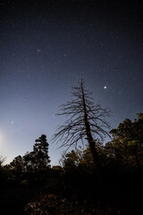 Dead pine tree snag silhouette and a star filled sky