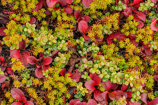 Close up of the arctic tundra reveals a myriad of colour and detail that is underfoot as one walks across it; Dawson City, Yukon, Canada