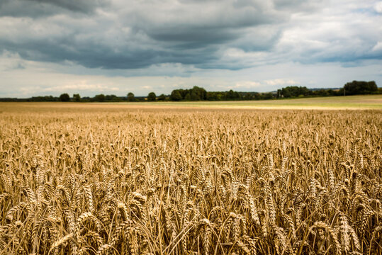 Golden wheat fields under cloudy skies, around Rockbourne, near Salisbury, Wiltshire, UK; Wiltshire, England