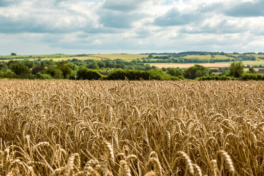 Golden wheat fields under cloudy skies, around Rockbourne, near Salisbury, Wiltshire, UK; Wiltshire, England